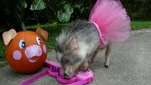 Pig in tutu Halloween costume plays the piano Видео