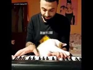 Хозяин учит кота играть на пианино Видео