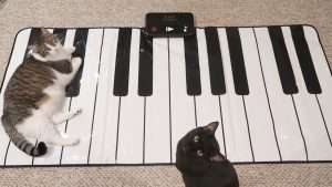Cats Learn How To Play The Piano Видео